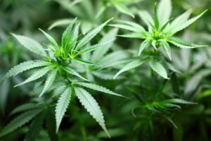 The 3 Security Essentials for Medical Marijuana Dispensaries